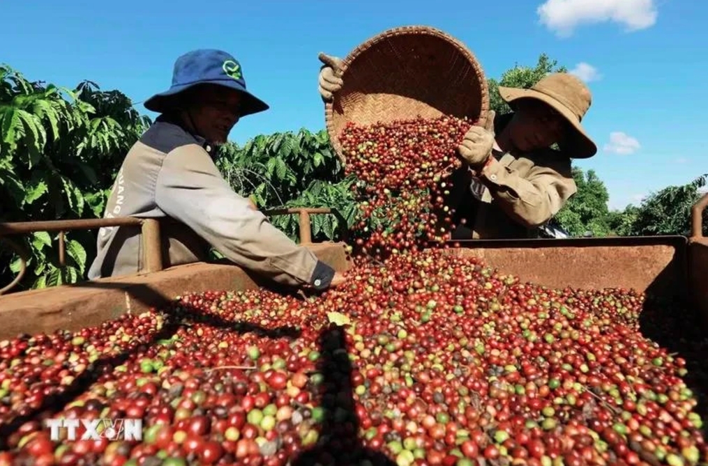 Coffee exports set to hit US$5.6 billion in 2024